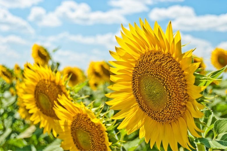 Fantastisch nieuws: eind van de week wordt het prachtig zomerweer!