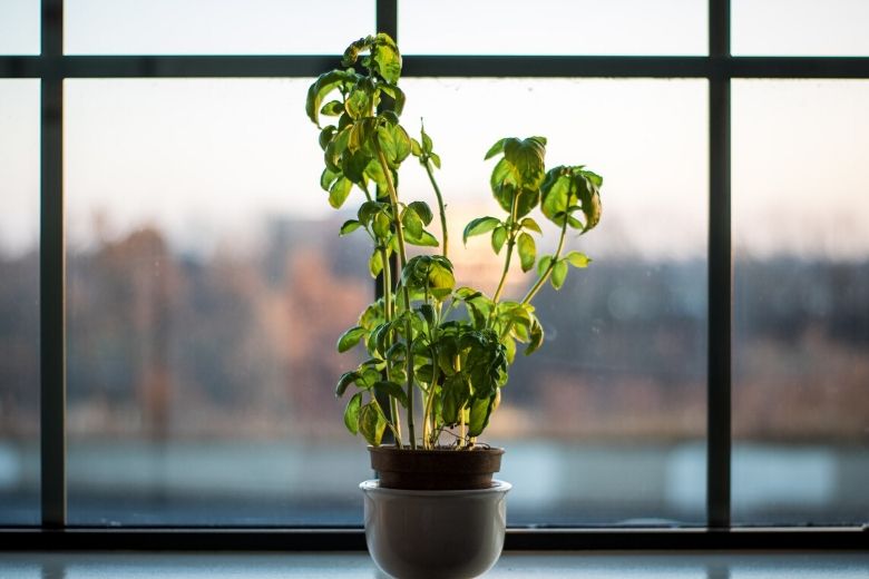 Dit zijn de beste kruidenplantjes om binnenshuis te kweken
