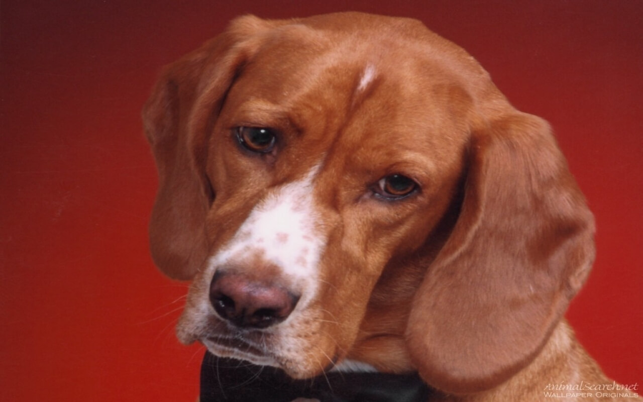 hond