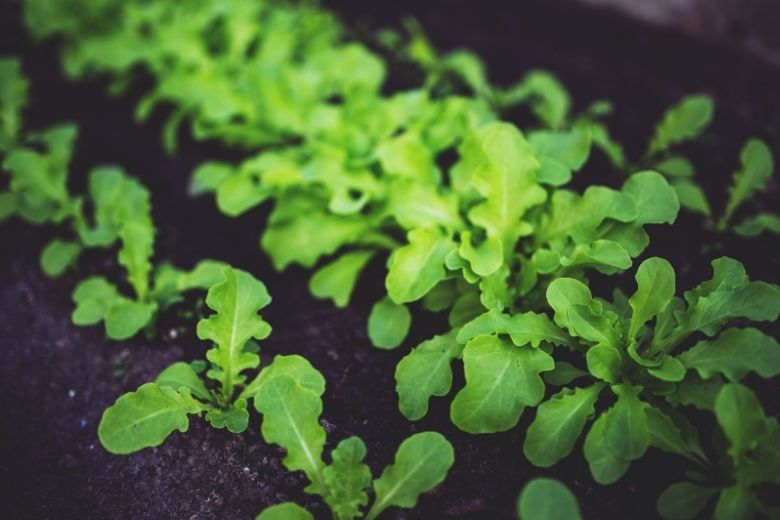 Het kan nog! Deze groenten kun je planten in september
