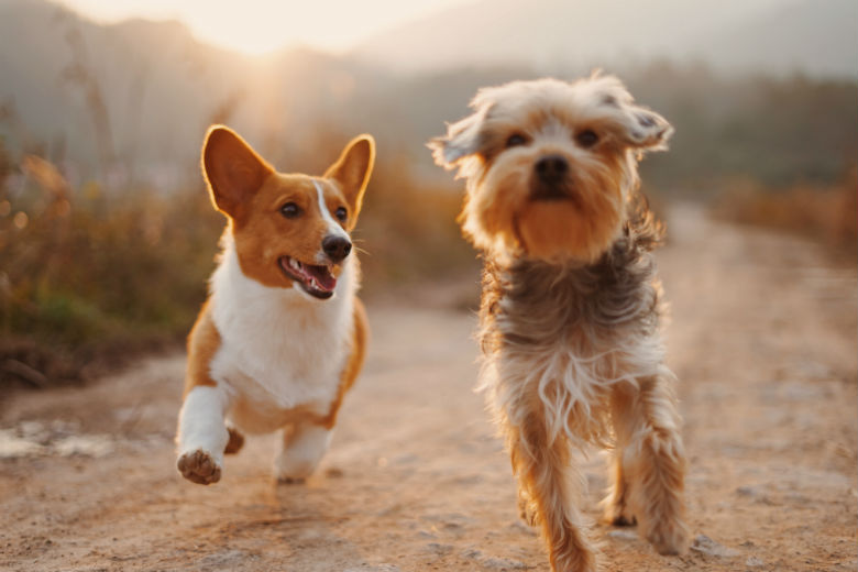 Aha: dit probeert je hond jou te vertellen met zijn staart