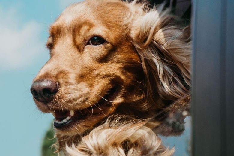 Zien: deze bezorger gaat met élke hond die hij tegenkomt op de foto