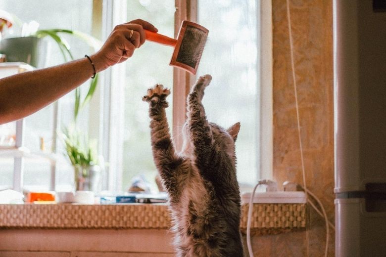 Dit is waarom jouw kat zo dol is op toiletpapier versnipperen