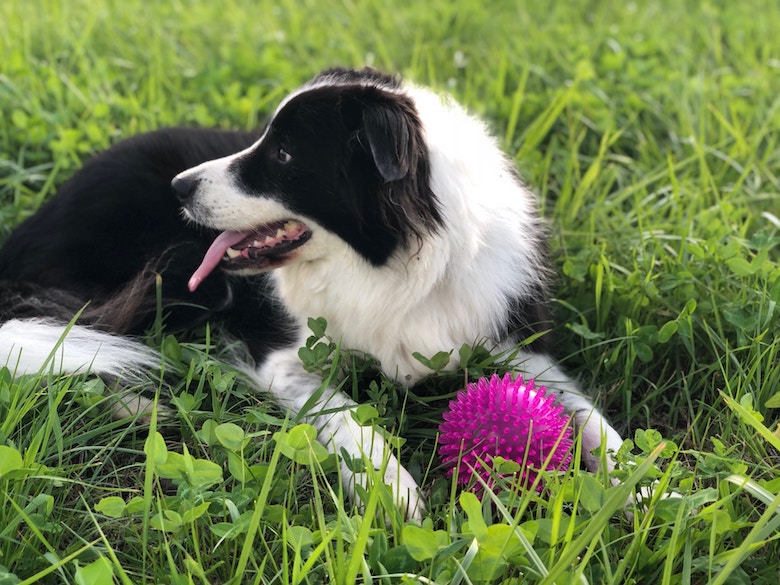 Heb je een hond? Dit is wat je viervoeter zegt over je persoonlijkheid