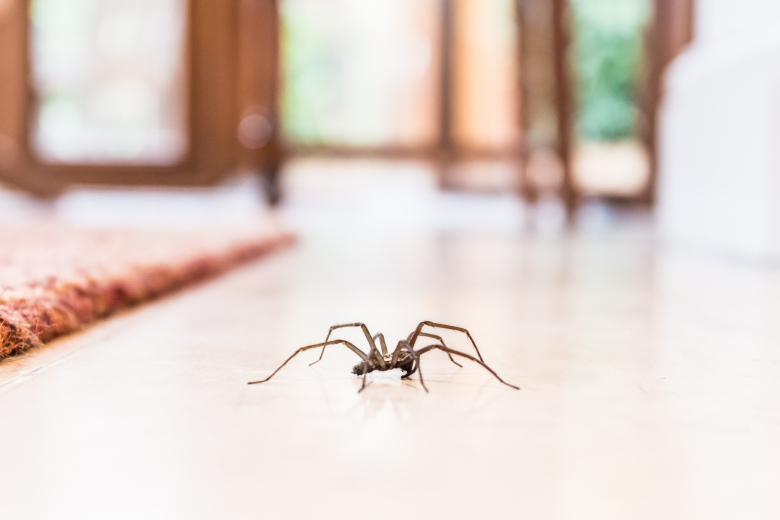 Spin in huis? Om deze reden moet je hem niet doodmaken