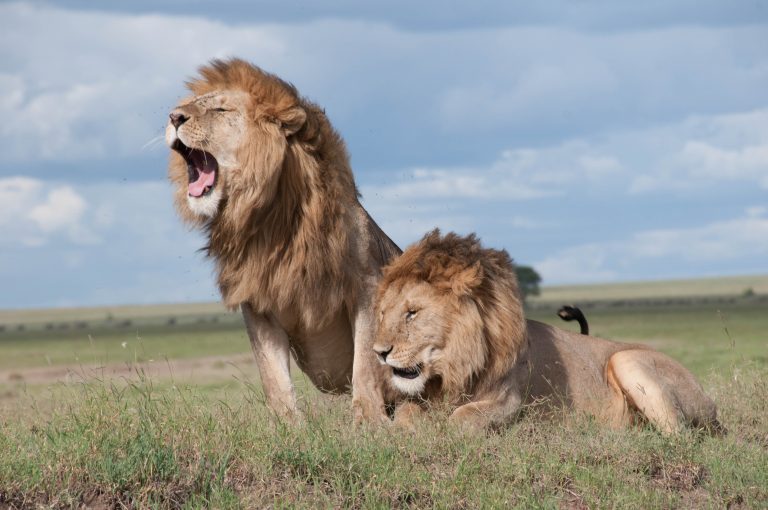 Deze leeuw werd in het wild gezien - dierenarts is geschokt als hij beseft waarom hij zo groot is