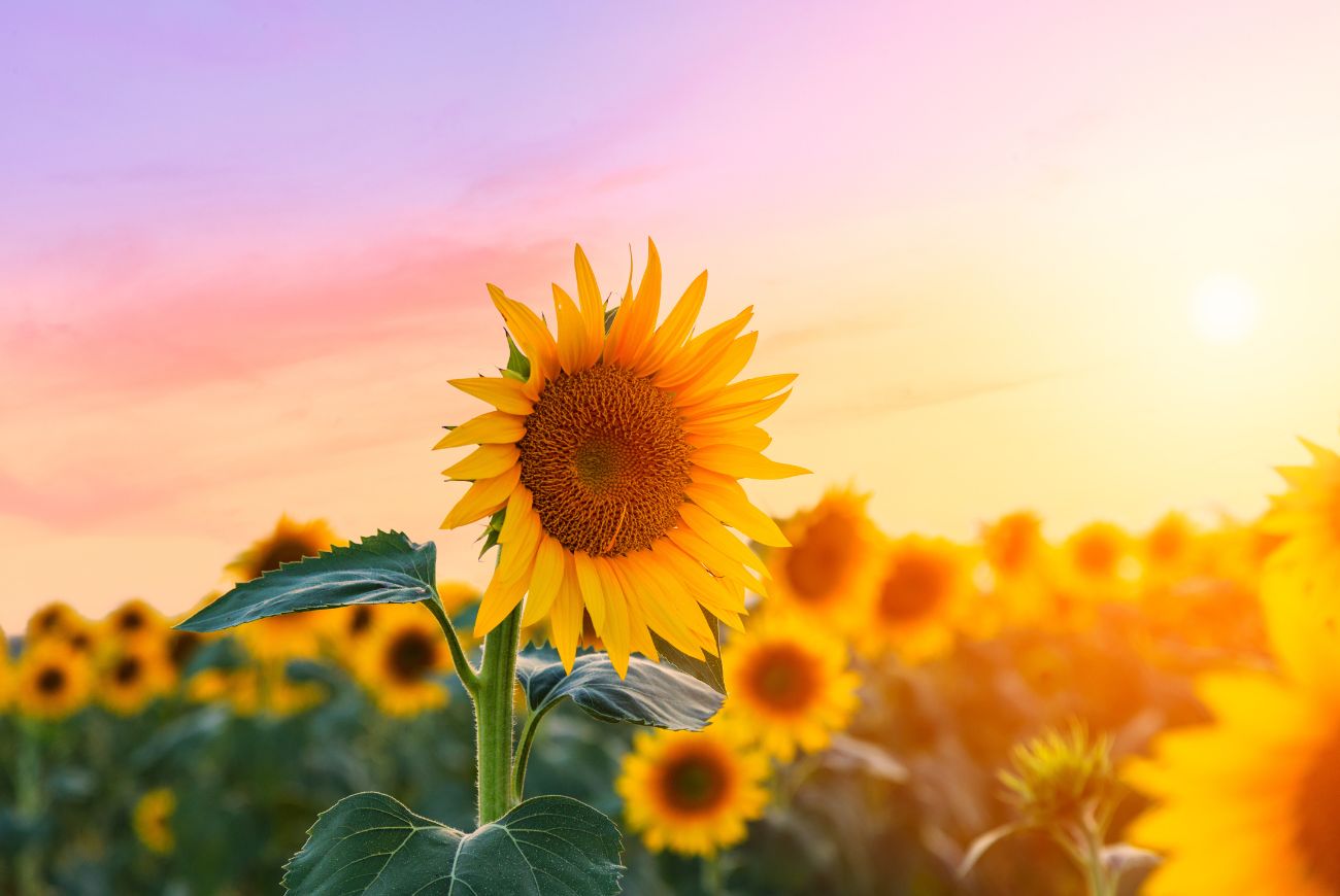 Aha! Zo blijven zonnebloemen langer mooi én zaai je ze zelf