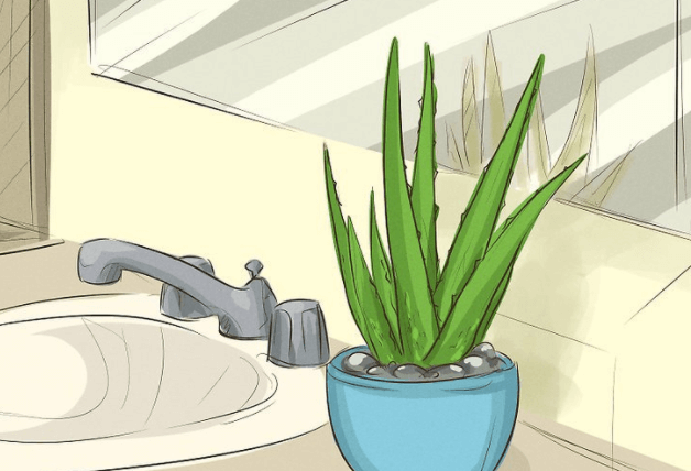 Om deze geniale reden moet je planten in je badkamer zetten