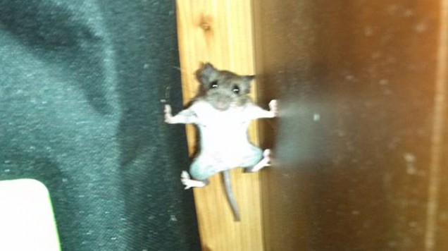 muis