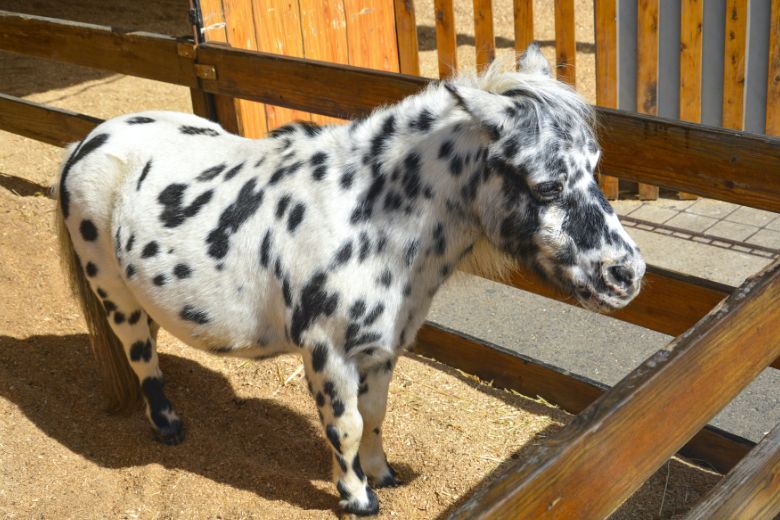 Wacht, wat? Dronken bezoekers laten pony achter op terras