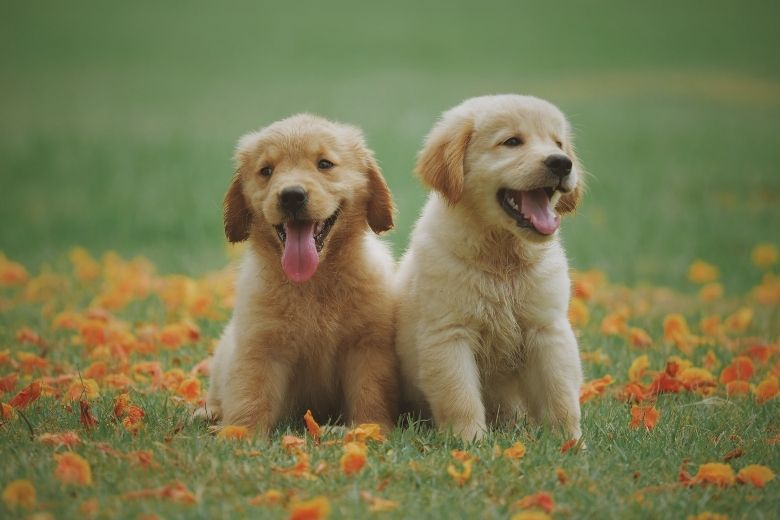 Onderzoek: opvoeden van een puppy is net zo zwaar als opvoeden van een kind