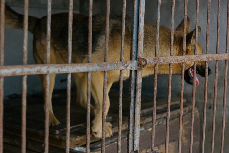 Man neemt schattige "puppy" mee naar huis, dit blijkt een gevaarlijke vergissing