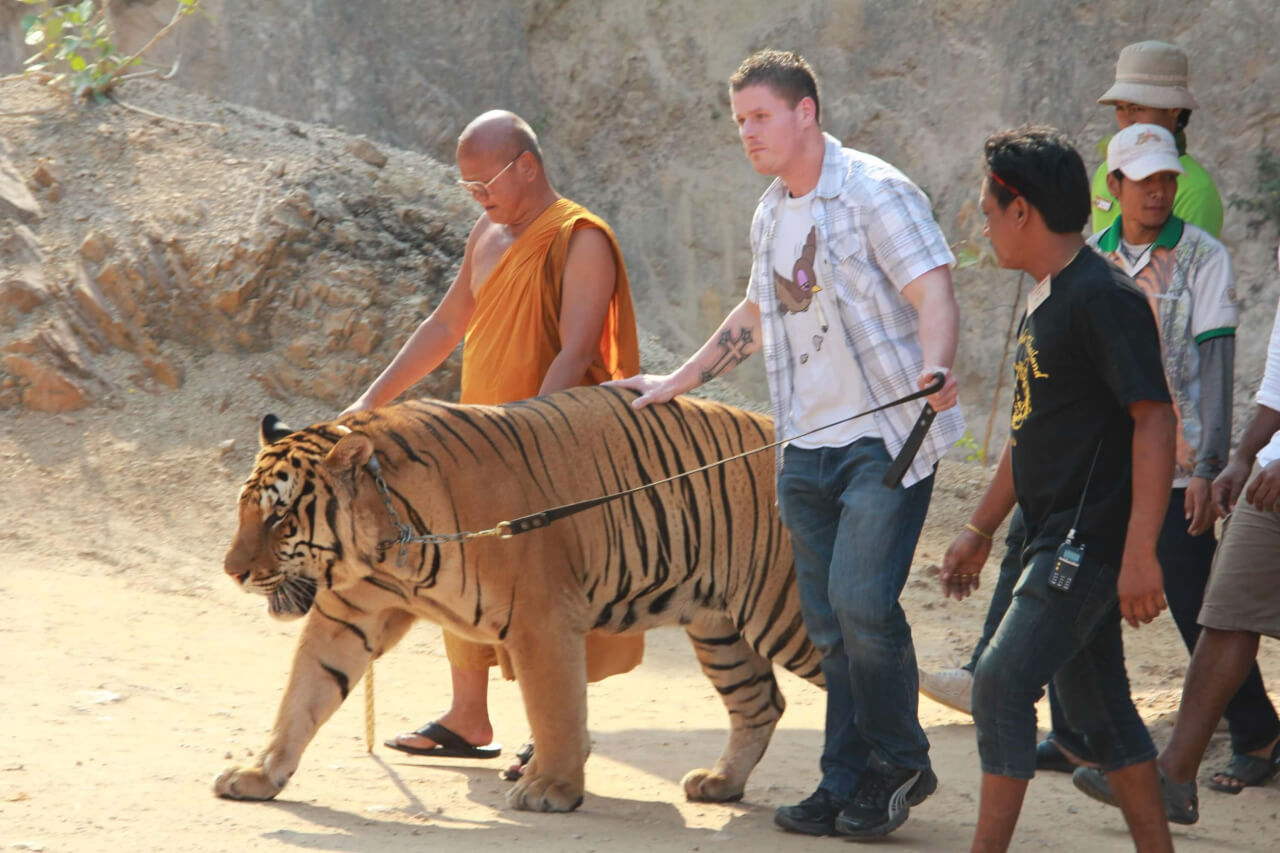 Een beruchte Tiger Temple is bijna 150 tijgers kwijtgeraakt, wij zijn blij met deze enorme redding!