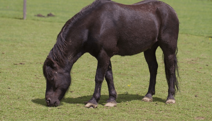 AFSCHUWELIJK: pony aangerand op klaarlichte dag, help de dader zoeken! Delen SVP!