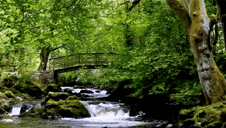 Deze kalmerende video heeft al MILJOENEN mensen in slaap gekregen! Probeer het nu!