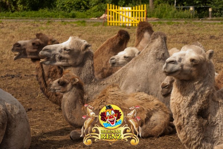Circus Renz doet noodoproep: ‘Geld en voer voor dieren raakt snel op’