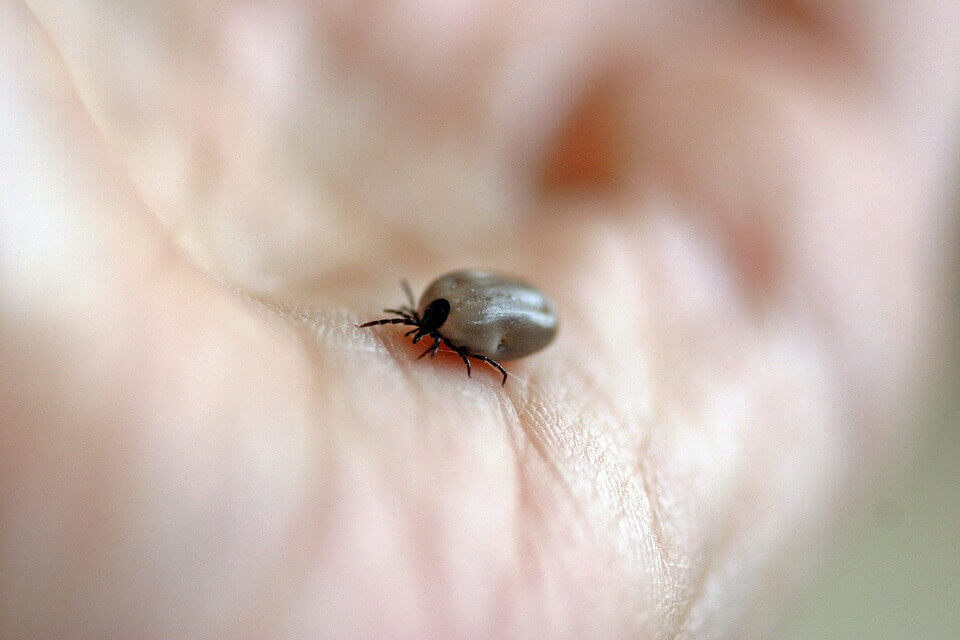 Pas op! Het TBE tekenvirus is al bij de eerste patiënt in Nederland aangetroffen. Dit zijn de symptomen.