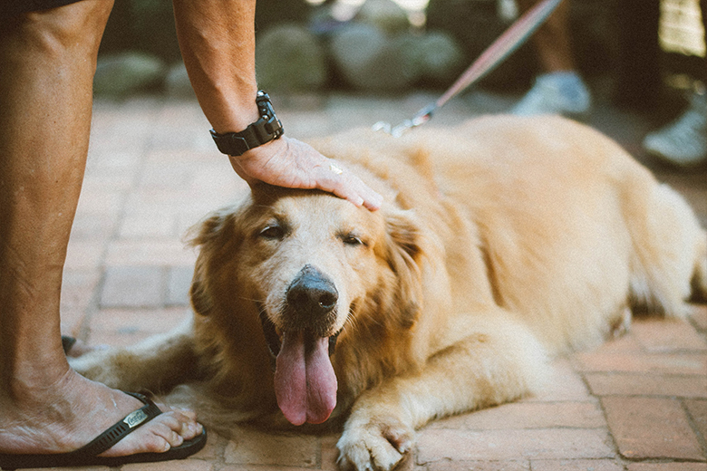 Dit is de snelste manier om je hond te controleren op teken
