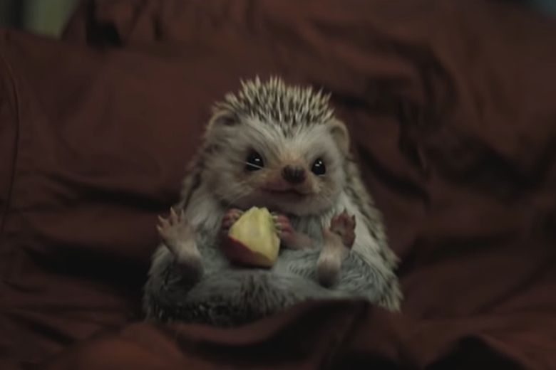 Freddie het egeltje verovert harten in nieuwe reclame Staatsloterij