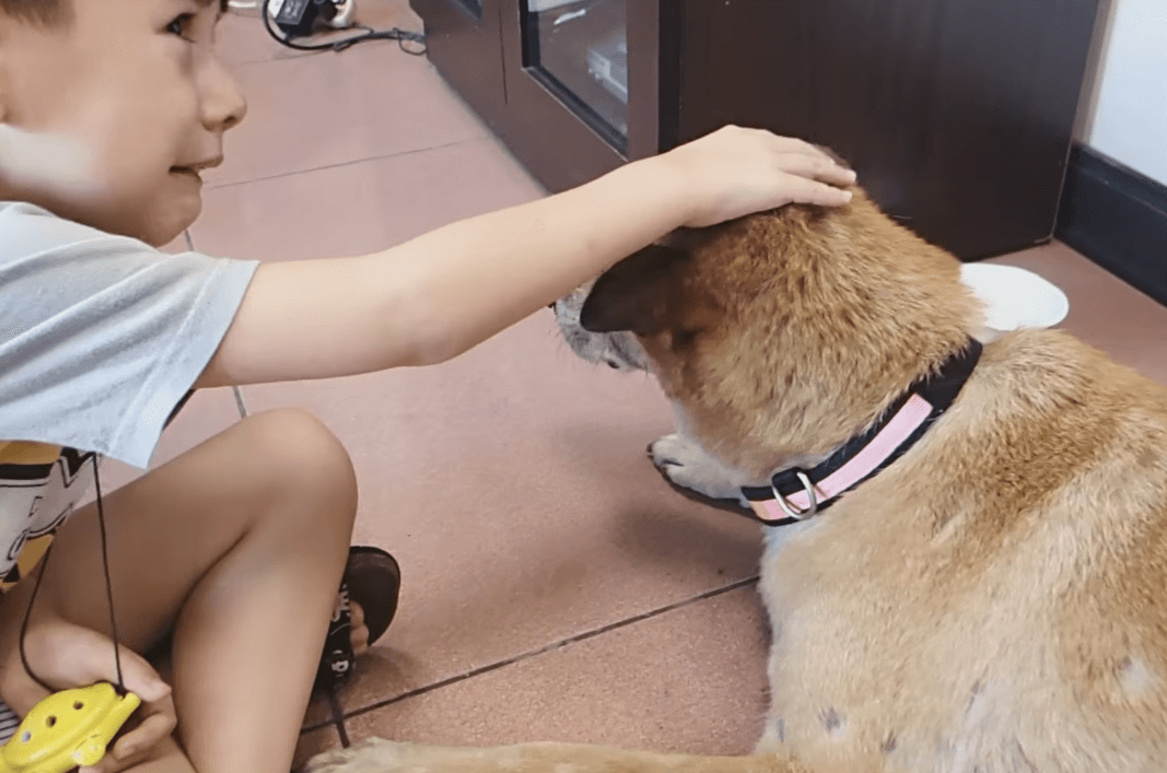 Dit kleine jongetje moet afscheid nemen van zijn 17-jarige hond, hartverscheurend om te zien dit...
