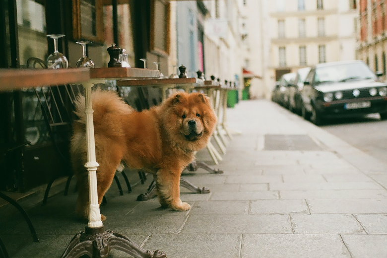 Dit is waarom een hond achter zijn eigen staart aan rent