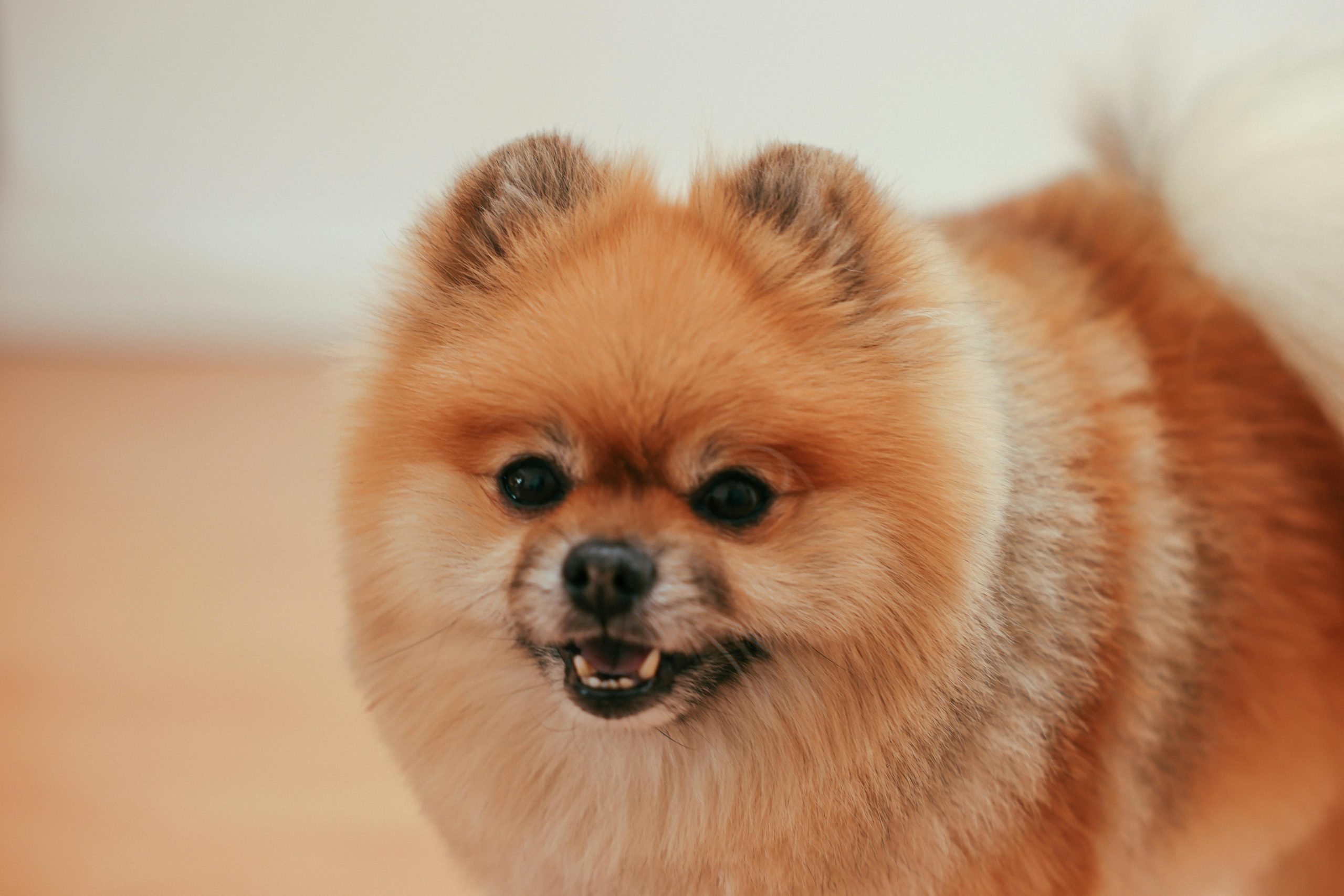 Keeshond