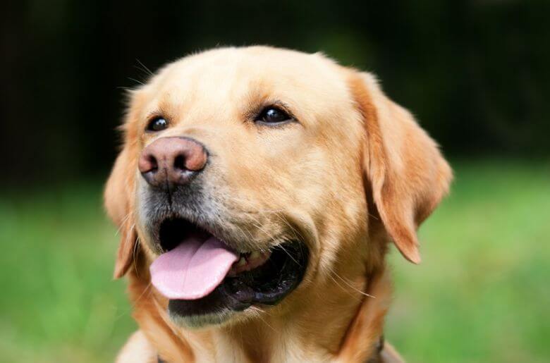 Video: Labrador Fred adopteert 9 kuikentjes en de beelden zijn superschattig!