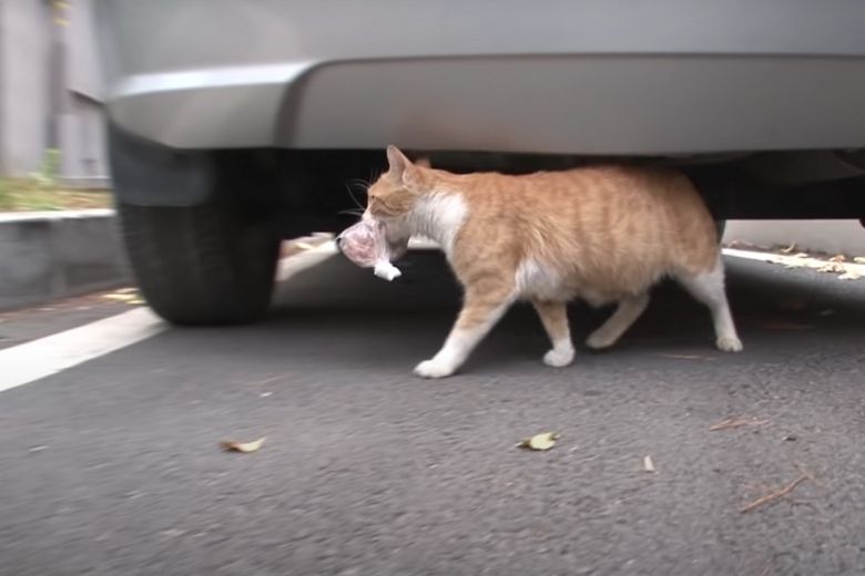 Deze dakloze kat neemt alleen eten uit een zakje aan en de reden is ontroerend 