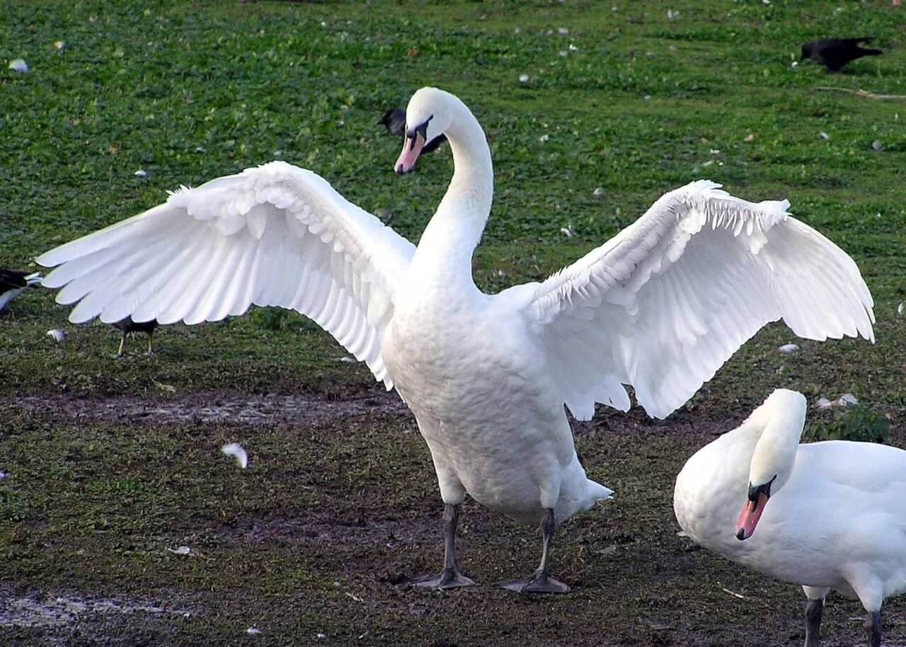 Dierenbeul draait de nek om van prachtige zwanen. Wie heeft iets gezien? Help mee om hem te vinden!