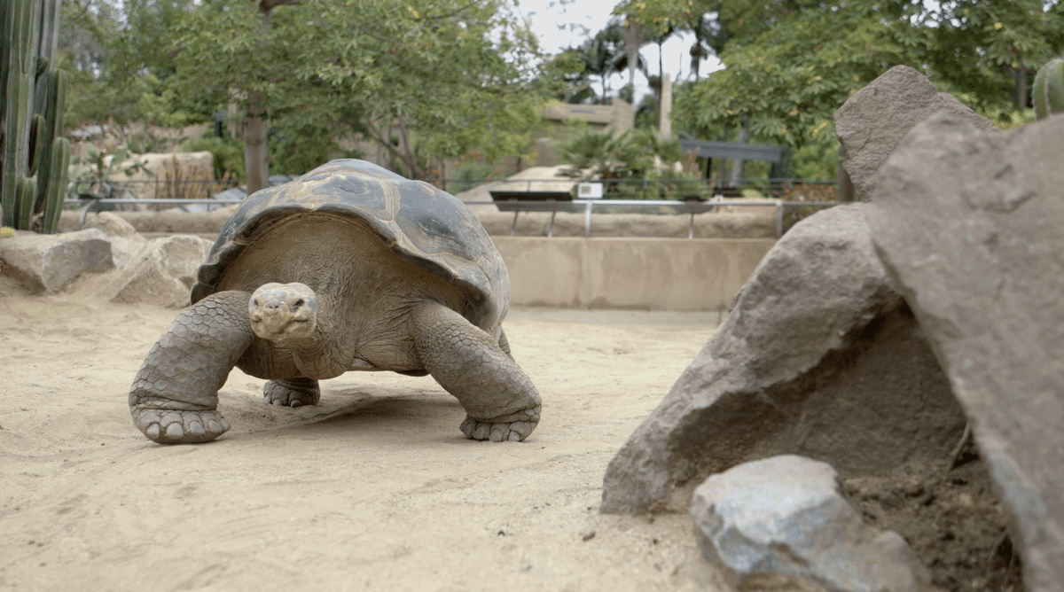 Deze sexverslaafde schildpad redt eigenhandig zijn hele soort! Hilarisch, dit moet je lezen!