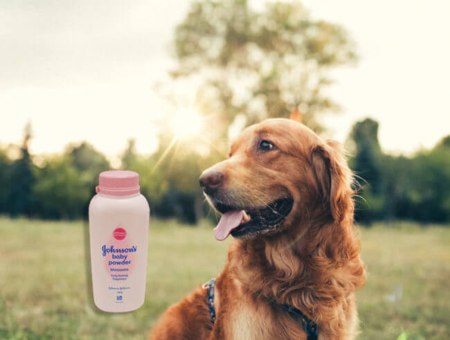 Gebruik babypoeder als droge shampoo voor een huisdier