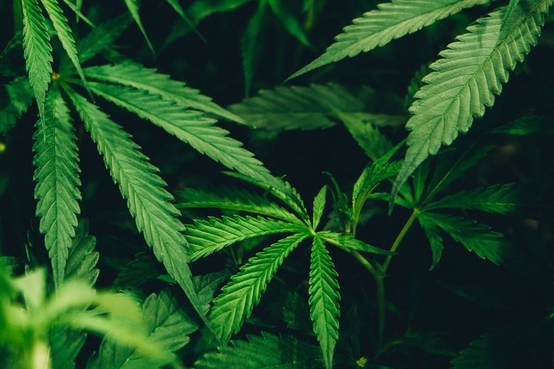 Afgelopen jaar veel minder drugslabs en wietplantages ontmanteld