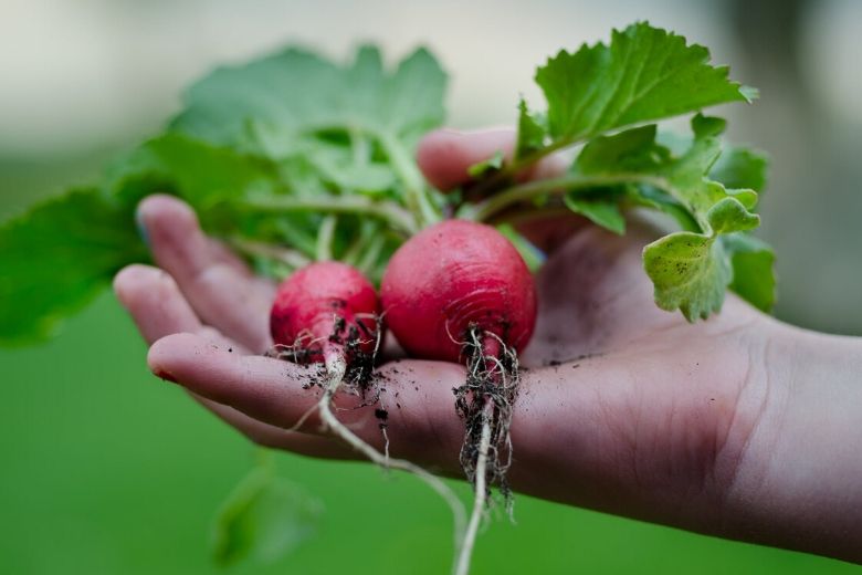 Dit zijn de beste groentesoorten om in een kleine tuin te verbouwen