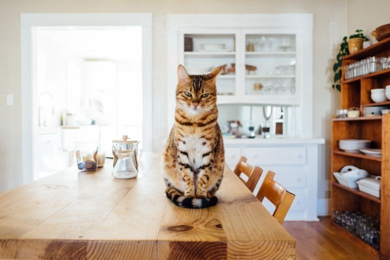 Geweldig: Xenos verkoopt hangstoel voor katten