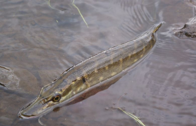 Snoek ingezet tegen illegale goudvissen in Arnhemse stadsbeek