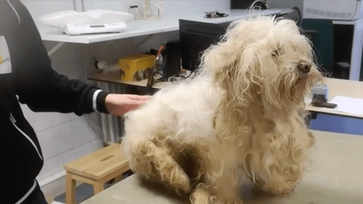 Dit arme hondje werd zwaar verwaarloosd... Dankzij de Dierenbescherming ken je 'm niet meer terug!