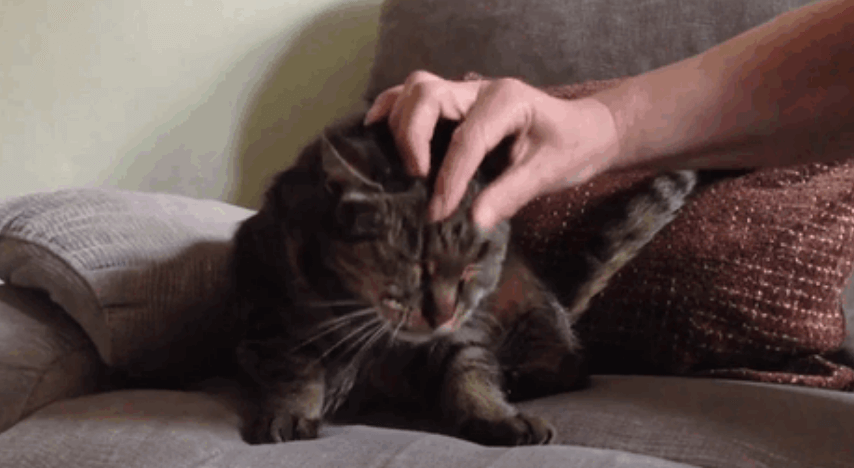 nutmeg3