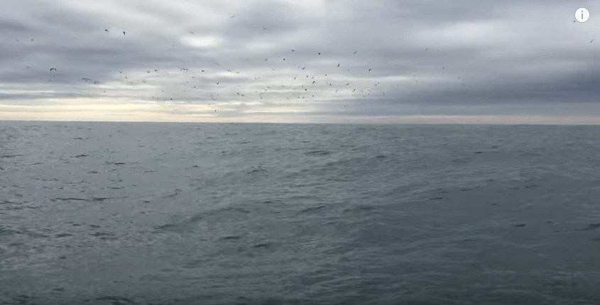 Hij zag dat de vogels zich raar gedroegen, maar wat hij toen achter zich in het water zag.. Bizar!