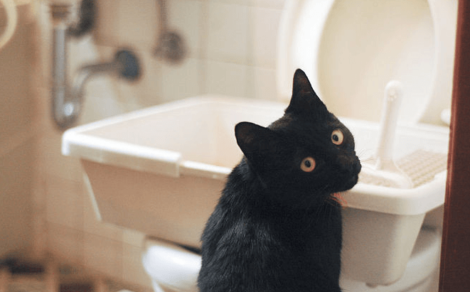 Katze