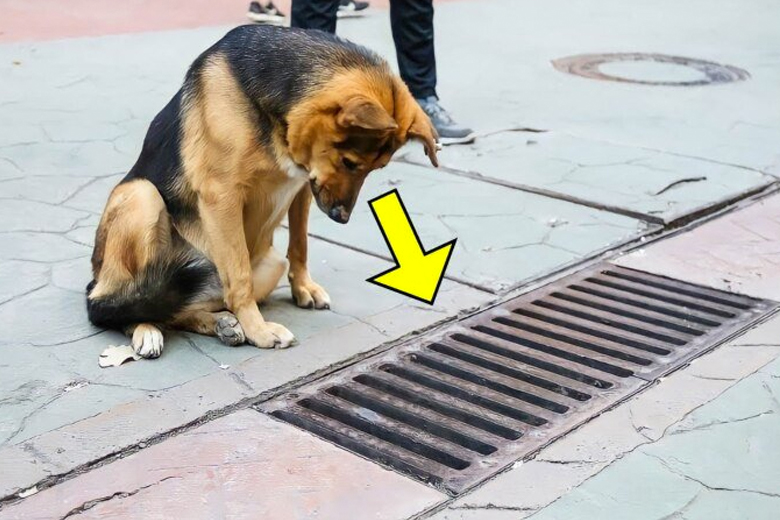 Hond kijkt elke dag in afvoerput, tot omstanders zien waar ze naar kijkt
