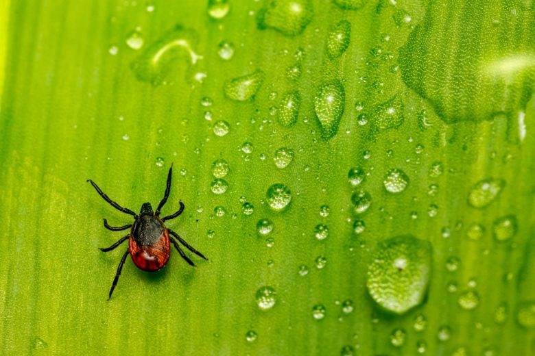 Opletten: teken komen meer voor in eigen tuin dan gedacht