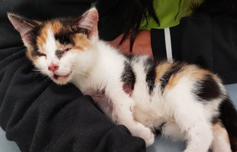 Kitten in Rotterdam aan hek vastgebonden met tiewraps