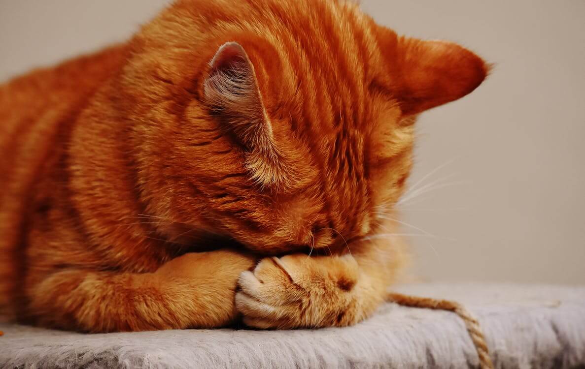 Waarschuwing: zeer besmettelijke én zelfs dodelijke kattenziekte opgedoken in deze regio!