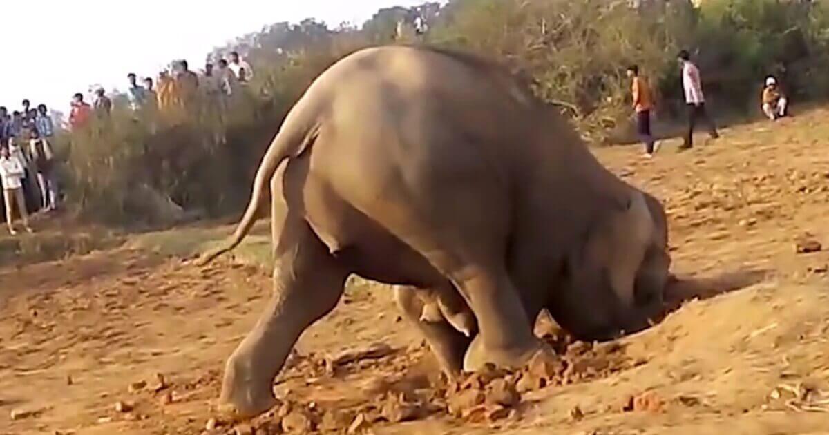 Deze olifant is al 11 uur lang een gat in de grond aan het graven en dit is waarom! Moederliefde is ondoorgrondelijk!