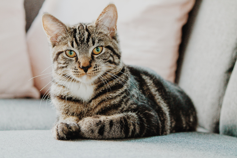 Waarom katten graag aan je meubels krabben en hoe je het ze afleert