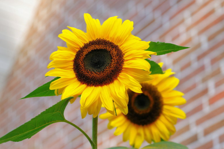 Zonnebloemolie weer verkrijgbaar, maar flink duurder