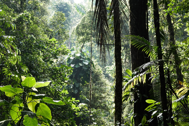 VN-akkoord over biodiversiteit