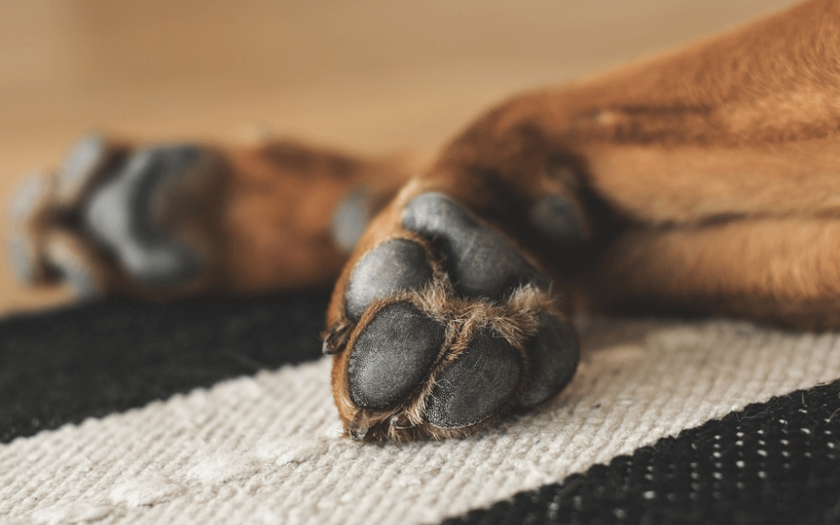 Belangrijk: smeer bij ijskou de poten van je hond in met vaseline