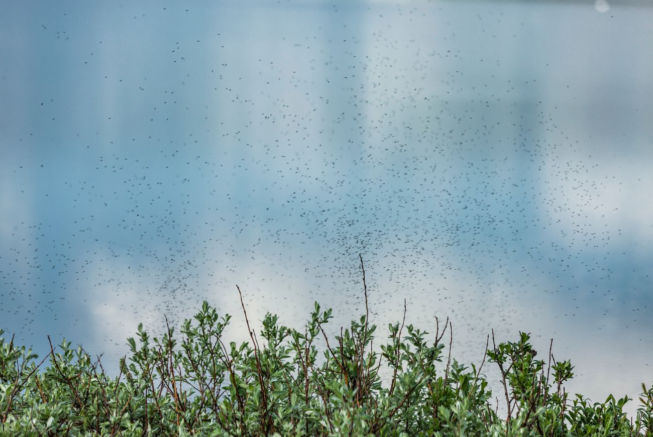 Ai: door de warmte kun je de komende dagen veel muggen verwachten