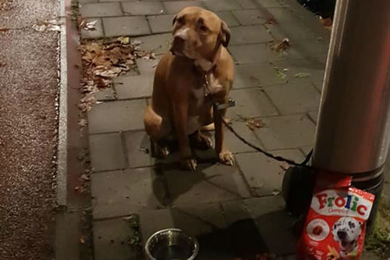 Hartverscheurend: Wanhopige jongen laat hond achter en verdwijnt
